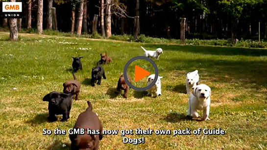 GMB Guide Dog Puppies
